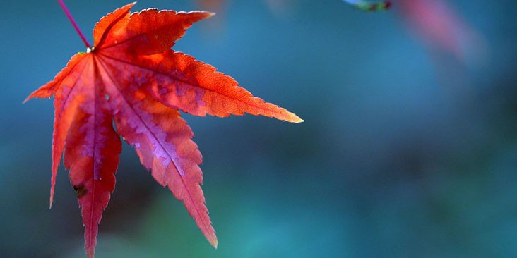 Red maple leaf